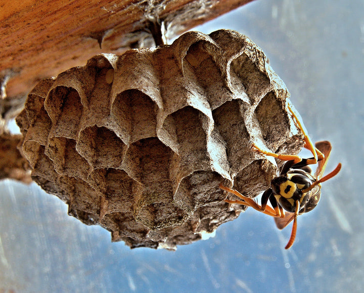 Paper Wasps